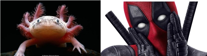 Imagem de destaque para o artigo 10 Animais da Vida Real com Poderes de Personagens da Marvel