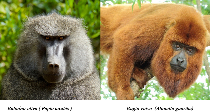 Imagem de destaque para o artigo Macacos do Velho Mundo e do Novo Mundo: Quais são as diferenças?